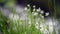 Tiny white flower in green grass