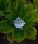 a tiny white flower in Indonesia called Tapak Dara (Catharanthus roseus)