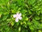 A tiny white flower surrounded by greens in my garden