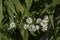 Tiny white flowers in bloom