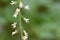 Tiny white flowers of Circaea lutetiana in the mountains.