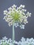 Tiny white flowers on a False Queen Anne\\\'s Lace plant