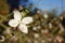 Tiny white flowers of gaura lindheimeri or whirling butterflies with morning dew blurred background blue sky