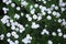 Tiny white flowers gypsophila paniculata