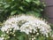 Tiny White Flowers on a Large Shrub