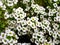 Tiny white flowers lobularia