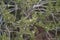 Tiny white flowers on Nitraria Retusa desert tree