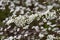 Tiny White Flowers on Shrub - American Plum