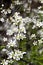 Tiny White Flowers on Shrub - American Plum