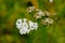 Tiny white hoghweed flowers, overhead view - Heracleum sphondylium