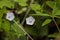 Tiny White Morning Glory Vine Wildflower - Ipomea Alba