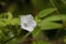 Tiny White Morning Glory Vine Wildflower - Ipomea Alba