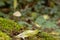 Tiny white mushroom, moss and leaf on the forest floor