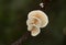 Tiny white mushrooms on a twig