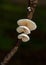 Tiny white mushrooms on a twig