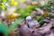 Tiny white pale poisonous mushroom growing in the forest