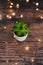 Tiny white pot with green succulent plant on dark wooden tabletopsurrounded by fairy lights