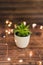 Tiny white pot with green succulent plant on dark wooden tabletopsurrounded by fairy lights