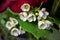 Tiny white waxflowers in a florist arrangement with defocused background
