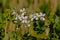 Tiny white wild radish flowers - Raphanus raphanistrum