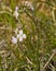 Tiny white wild radish flowers - Raphanus raphanistrum.