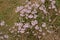 Tiny white wild radish flowers - Raphanus raphanistrum.