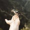 Tiny wild bird eating seeds out of a man`s hand