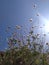 Tiny wild flowers on the wall with blue sky in the background