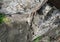 Tiny wild lizard crawling out from hiding under a rock