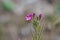 Tiny wild pink flower with buds