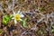 Tiny wildflowers, surrounded by green leaves, bloom after snow melt in the Wind Rivers Range of the Rocky Mountains in the Titcomb