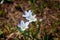 Tiny wildflowers, surrounded by green leaves, bloom after snow melt in the Wind Rivers Range of the Rocky Mountains in the Titcomb