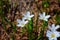 Tiny wildflowers, surrounded by green leaves, bloom after snow melt in the Wind Rivers Range of the Rocky Mountains in the Titcomb