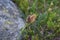 Tiny wildflowers, surrounded by green leaves, bloom after snow melt in the Wind Rivers Range of the Rocky Mountains in the Titcomb