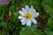 Tiny wildflowers, surrounded by green leaves, bloom after snow melt in the Wind Rivers Range of the Rocky Mountains in the Titcomb