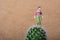 Tiny woman figurine standing on a on cactus plant