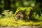 A tiny wooden house nestled in a bed of spring grass, adorned with moss and ferns on a sunny day. AI