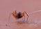 Tiny Woodlouse Spiders Macro Photography