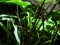 The tiny world inside the forest. Sun rays is falling on Caladium  leaf look amazing.