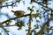 Tiny Wren in an Hawthorn tree