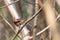 Tiny Wren perched in a tree in springtime