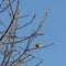 Tiny Wren perched in a tree in wintertime