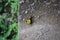 Tiny Yellow Bird sitting on Stone Ledge