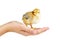 Tiny yellow-brown chicken on human palm