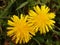 Tiny yellow dandelions