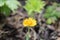 Tiny yellow flower with blurred background