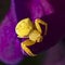 Tiny Yellow Flower Crab Spider on a Sweet Pea