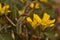 Tiny yellow flower, the leaves of clover as in - detail