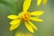 tiny yellow flower with stamens full of pollen