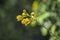 Tiny yellow flowers on diagonal stem